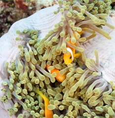 nemo