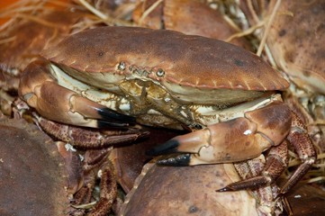 Crabes Tourteau sur l'étalage de la poissonnerie
