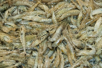 Crevettes grises (sauterelles)  sur l'étalage de la poissonnerie