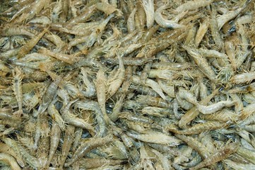 Crevettes grises (sauterelles)  sur l'étalage de la poissonnerie