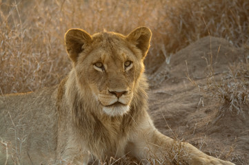 Lion