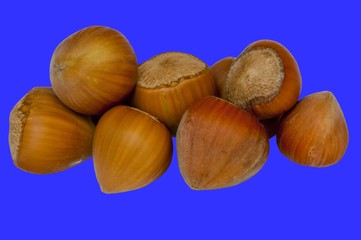 noisettes isolées sur fond bleu