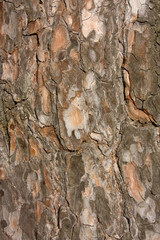 pine wood