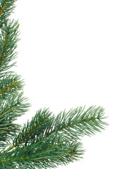 fir tree - background