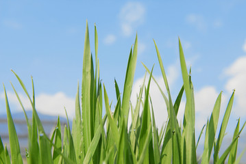 Obraz premium Gras Natur Bio