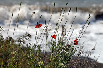 Poppies above the sea