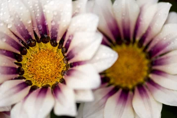 Fototapeten Weiße Blüten mit Tröpfchen © HeinSchlebusch