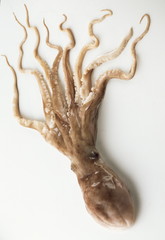 Krake oktopus Calamaris