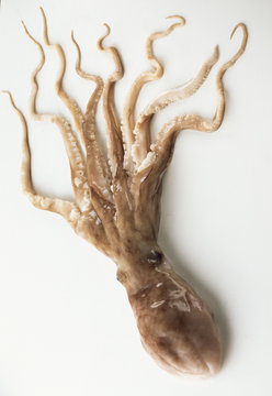 Krake oktopus Calamaris