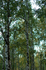 Fototapeta premium Birken