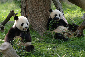 Giant pandas in a field withs trees and grass
