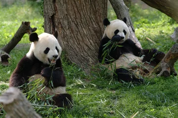 Furniture stickers Panda Giant pandas in a field withs trees and grass