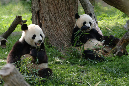 Fototapeta Giant pandas in a field withs trees and grass