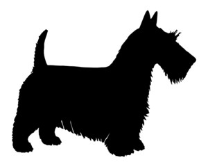 Schwarze Silhouette von einem Schottischen Terrier
