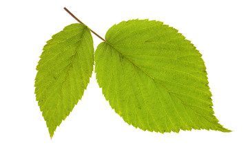 leaf raspberry on isolated