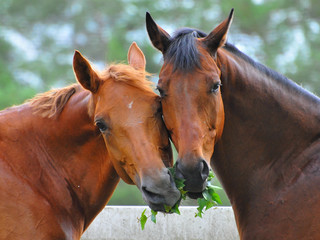 Fototapeta premium zwei Pferde teilen sich einen Zweig