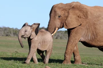 Photo sur Plexiglas Éléphant Éléphant et bébé