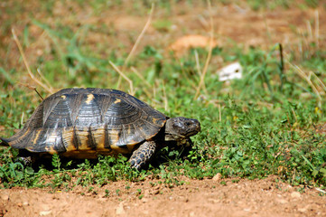 Forest turtle in natural habitat