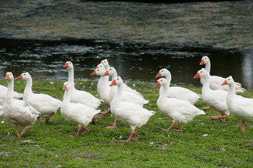 Goose