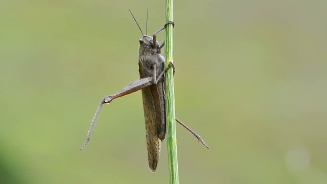 cavalletta