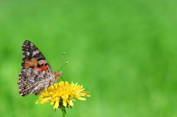 The beautiful butterfly  green background