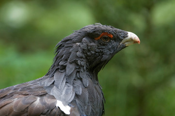 Auerhuhn Porträt