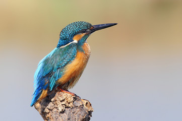The Common Kingfisher (Alcedo atthis) at Maagan Michael Lake