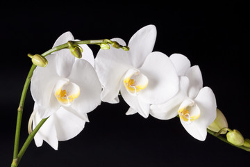 Fototapeta na wymiar Orchidea na czarnym tle