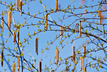 willow background