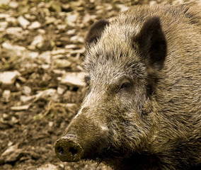 Wildschwein Porträt