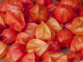 Physalis