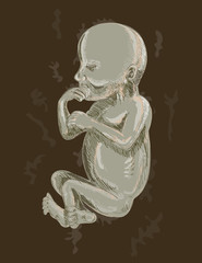 Obraz na płótnie Canvas Human fetus 19 weeks old