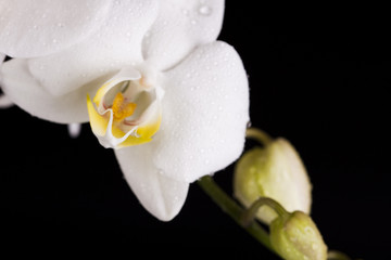 Orchid on black background