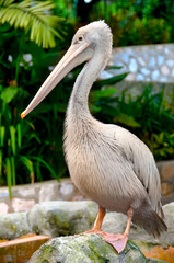 white pelican