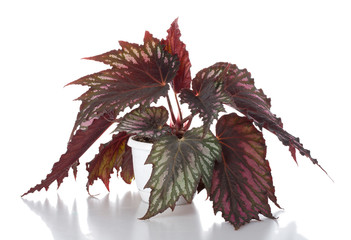 begonia in pot - 17771771