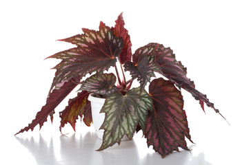 begonia in pot
