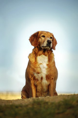 A dog watching over from the top of the hill