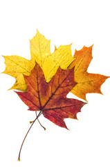 Leaf