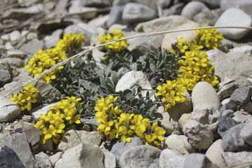 Yellow Flowers in Rocks
