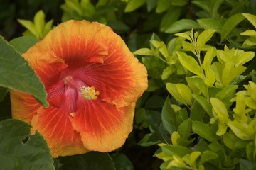 Hibiscus