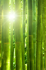 Obraz premium Las bambusowy.
