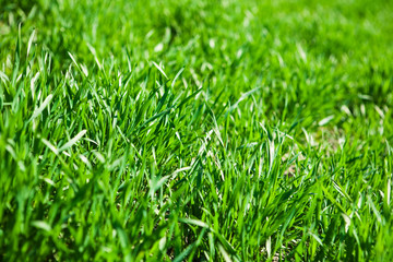 green grass closeup