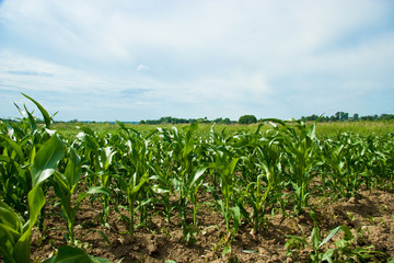 Maize field