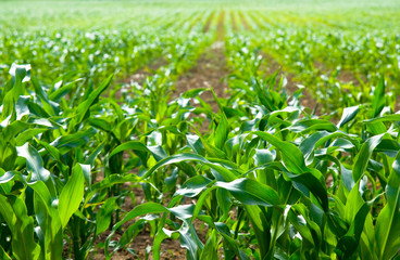 Maize field