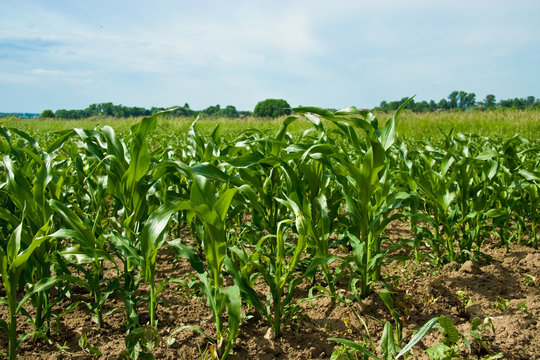 Maize field