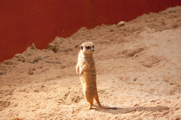 Small meerkat