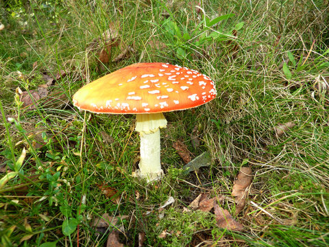 Red spotted toadstool