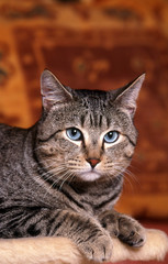 portrait d'un chat magnifiquede race pixie bob aux yeux bleus,