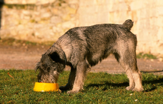 schnauzer moyen gris en train de d&eacute;vorer sa gamelle
