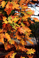 red oak leaves